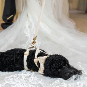Dog-Friendly Wedding Venue